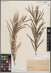 Foto von Salix eleagnos subsp. angustifolia (Cariot) Rech. f.
